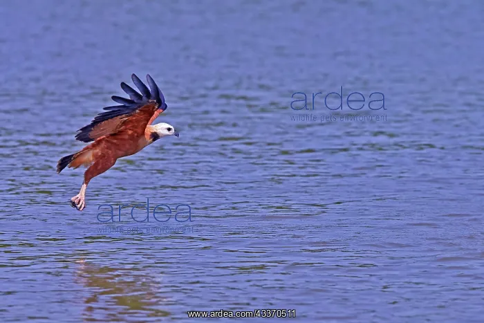 : 80190234 Black-collared Hawk - in flight fishing : 80190234 Black-collared Hawk - in flight fishing
