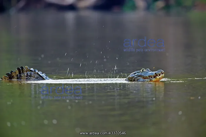 : 80190237 Yacare Caiman - marking territory by making : 80190237 Yacare Caiman - marking territory by making