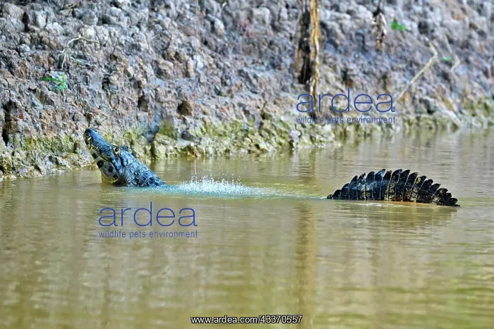 : 80190238 Yacare Caiman - marking territory by making : 80190238 Yacare Caiman - marking territory by making