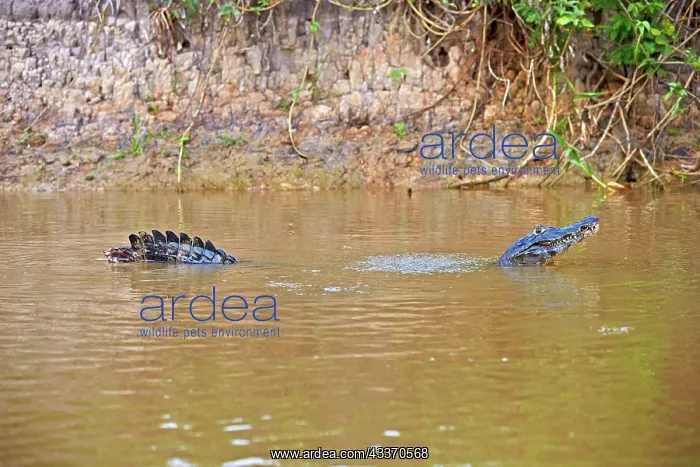 : 80190239 Yacare Caiman - marking territory by making : 80190239 Yacare Caiman - marking territory by making