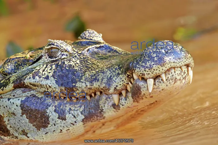 : 80190240 Yacare Caiman Pantanal area, Mato Grosso : 80190240 Yacare Caiman Pantanal area, Mato Grosso