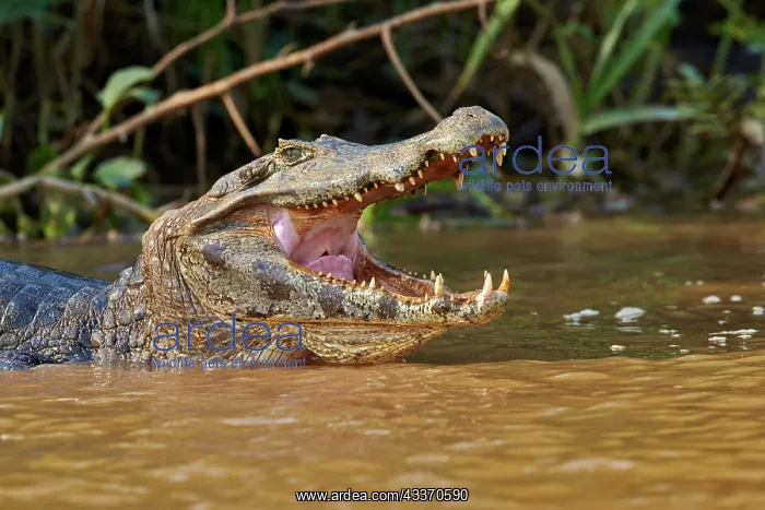 : 80190241 Yacare Caiman Pantanal area, Mato Grosso : 80190241 Yacare Caiman Pantanal area, Mato Grosso