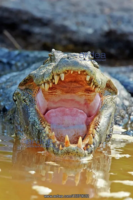 : 80190242 Yacare Caiman Pantanal area, Mato Grosso : 80190242 Yacare Caiman Pantanal area, Mato Grosso