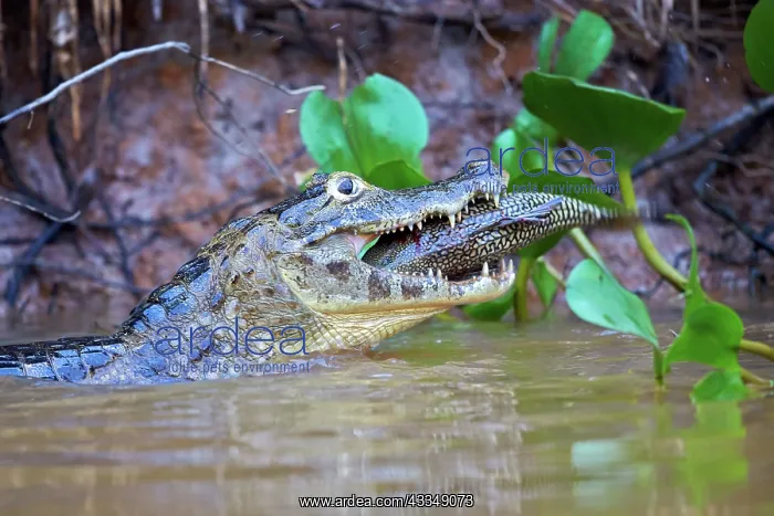 : 80190243 Yacare Caiman - with fish prey Pantanal : 80190243 Yacare Caiman - with fish prey Pantanal