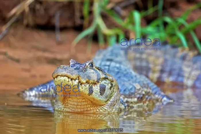 : 80190244 Yacare Caiman Pantanal area, Mato Grosso : 80190244 Yacare Caiman Pantanal area, Mato Grosso