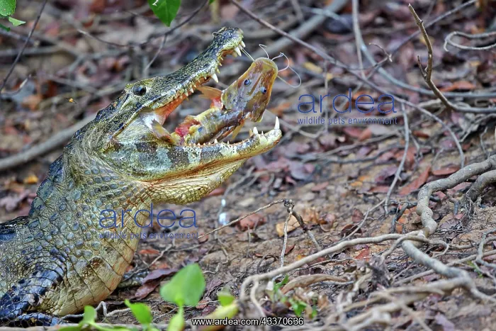 : 80190245 Yacare Caiman - with fish prey Pantanal : 80190245 Yacare Caiman - with fish prey Pantanal