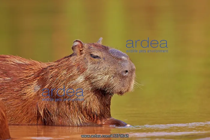 : 80190246 Capybara - (largest rodent in the world) : 80190246 Capybara - (largest rodent in the world)