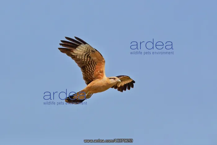 : 80190247 Yellow-headed Caracara - in flight Pantanal : 80190247 Yellow-headed Caracara - in flight Pantanal