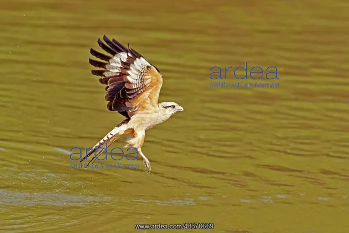 : 80190248 Yellow-headed Caracara - in flight fishing : 80190248 Yellow-headed Caracara - in flight fishing