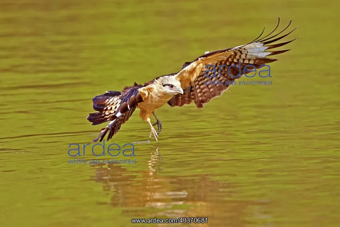 : 80190249 Yellow-headed Caracara - in flight fishing : 80190249 Yellow-headed Caracara - in flight fishing