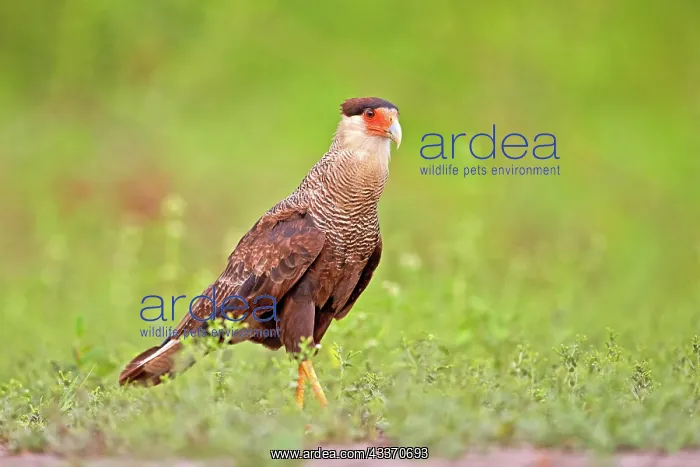 : 80190250 Crested Caracara - adult Pantanal area : 80190250 Crested Caracara - adult Pantanal area