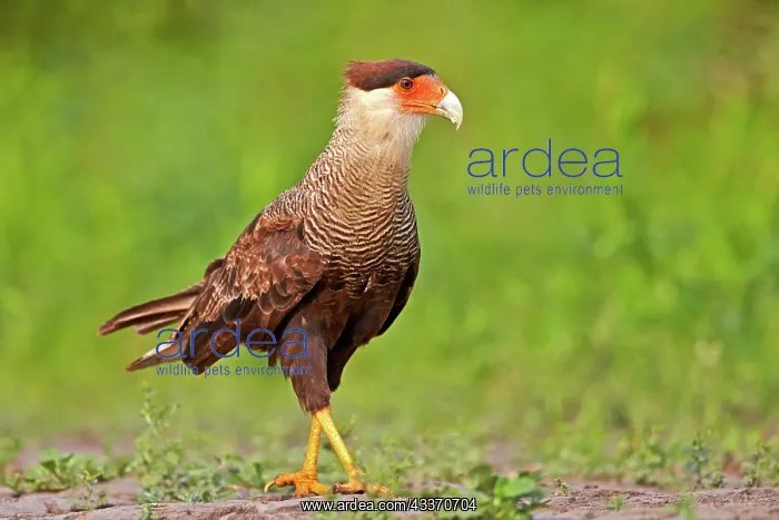: 80190251 Crested Caracara - adult Pantanal area : 80190251 Crested Caracara - adult Pantanal area