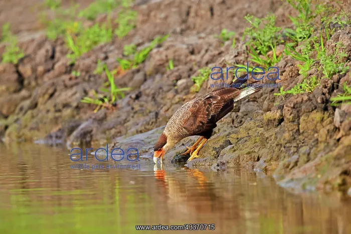 : 80190252 Crested Caracara - adult drinking water : 80190252 Crested Caracara - adult drinking water