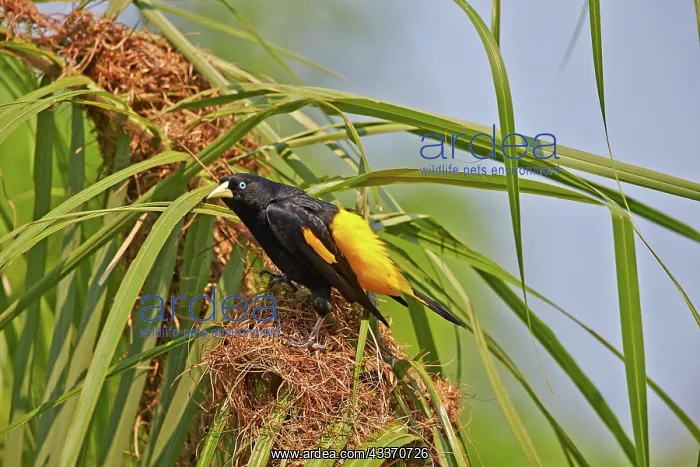 : 80190253 Yellow-rumped Cacique - at nest Pantanal : 80190253 Yellow-rumped Cacique - at nest Pantanal