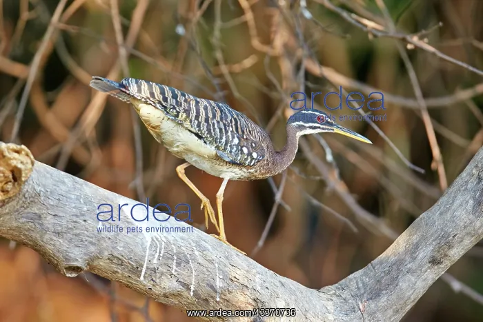 : 80190254 Sunbittern Pantanal area, Mato Grosso : 80190254 Sunbittern Pantanal area, Mato Grosso