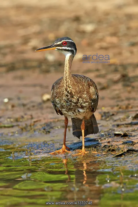: 80190255 Sunbittern Pantanal area, Mato Grosso : 80190255 Sunbittern Pantanal area, Mato Grosso