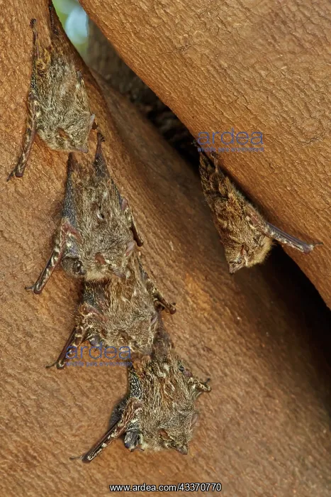 : 80190257 Long-nosed Bat - group resting during the : 80190257 Long-nosed Bat - group resting during the