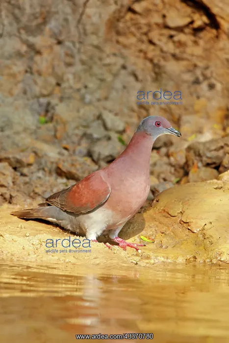 : 80190258 White-tipped Dove Pantanal area, Mato Grosso : 80190258 White-tipped Dove Pantanal area, Mato Grosso