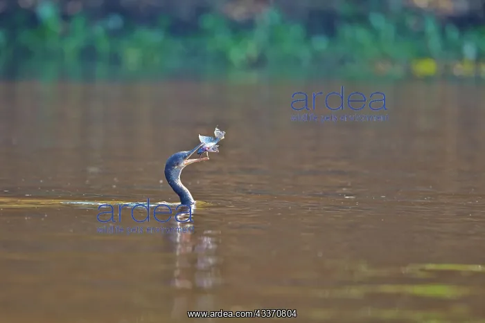 : 80190260 Neotropic Cormorant / Olivaceous Cormorant : 80190260 Neotropic Cormorant / Olivaceous Cormorant