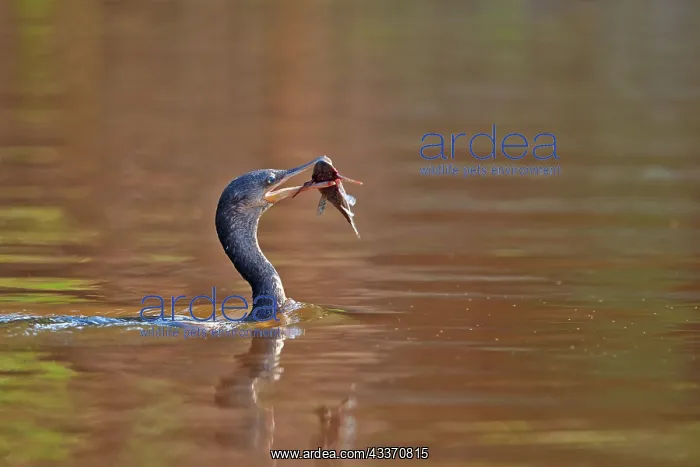 : 80190261 Neotropic Cormorant / Olivaceous Cormorant : 80190261 Neotropic Cormorant / Olivaceous Cormorant