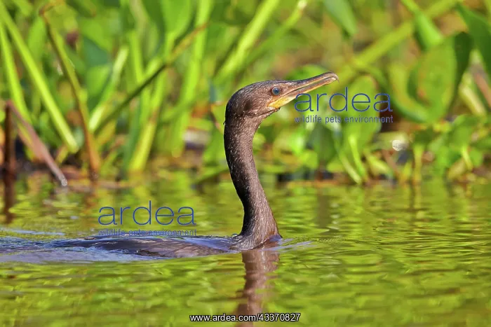 : 80190262 Neotropic Cormorant / Olivaceous Cormorant : 80190262 Neotropic Cormorant / Olivaceous Cormorant