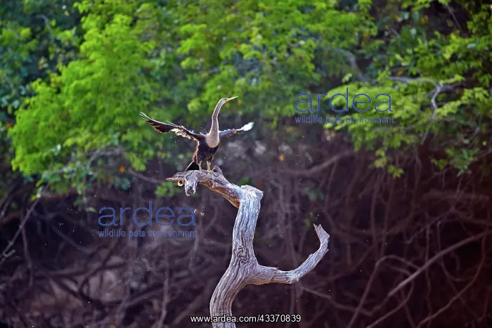 : 80190263 Neotropic Cormorant / Olivaceous Cormorant : 80190263 Neotropic Cormorant / Olivaceous Cormorant