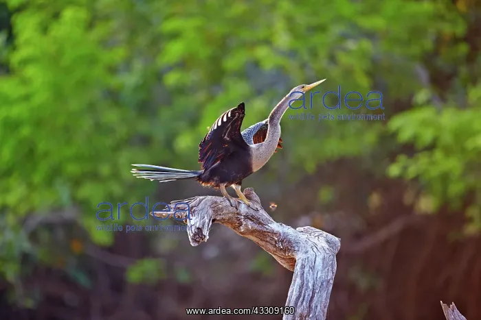 : 80190264 Neotropic Cormorant / Olivaceous Cormorant : 80190264 Neotropic Cormorant / Olivaceous Cormorant