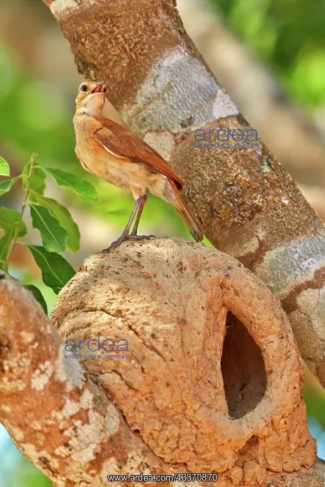: 80190266 Rufous Hornero - at clay nest Pantanal : 80190266 Rufous Hornero - at clay nest Pantanal