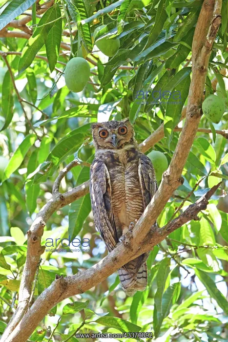 : 80190268 Great Horned Owl Pantanal area, Mato Grosso : 80190268 Great Horned Owl Pantanal area, Mato Grosso