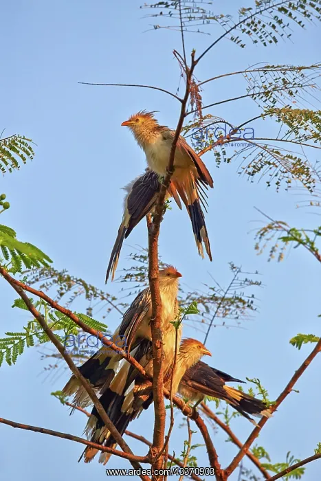 : 80190269 Guira Cuckoo - adult group perched on tree : 80190269 Guira Cuckoo - adult group perched on tree