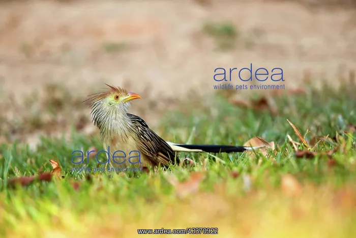 : 80190270 Guira Cuckoo - adult Pantanal area, Mato : 80190270 Guira Cuckoo - adult Pantanal area, Mato