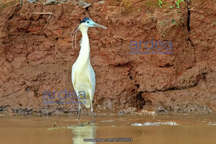 : 80190271 Striated Heron Pantanal area, Mato Grosso : 80190271 Striated Heron Pantanal area, Mato Grosso