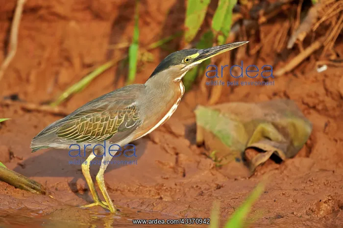 : 80190272 Striated Heron Pantanal area, Mato Grosso : 80190272 Striated Heron Pantanal area, Mato Grosso