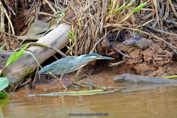 : 80190273 Striated Heron Pantanal area, Mato Grosso : 80190273 Striated Heron Pantanal area, Mato Grosso
