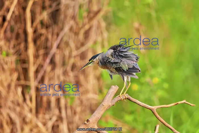 : 80190274 Striated Heron Pantanal area, Mato Grosso : 80190274 Striated Heron Pantanal area, Mato Grosso