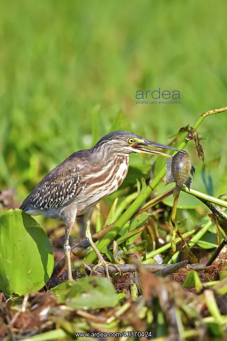 : 80190275 Striated Heron Pantanal area, Mato Grosso : 80190275 Striated Heron Pantanal area, Mato Grosso