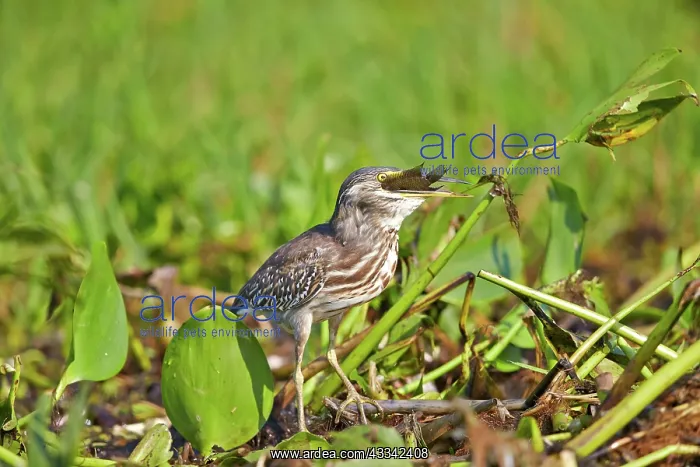 : 80190276 Striated Heron Pantanal area, Mato Grosso : 80190276 Striated Heron Pantanal area, Mato Grosso
