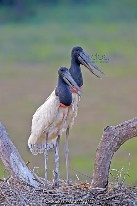 : 80190279 Jabiru - at nest Pantanal area, Mato Grosso : 80190279 Jabiru - at nest Pantanal area, Mato Grosso