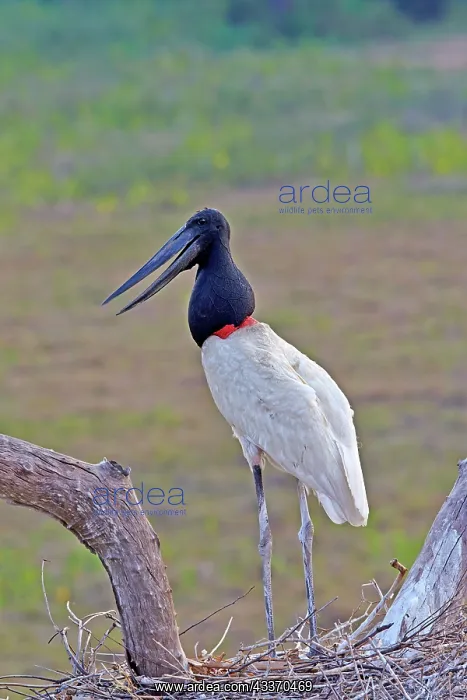 : 80190280 Jabiru - at nest Pantanal area, Mato Grosso : 80190280 Jabiru - at nest Pantanal area, Mato Grosso