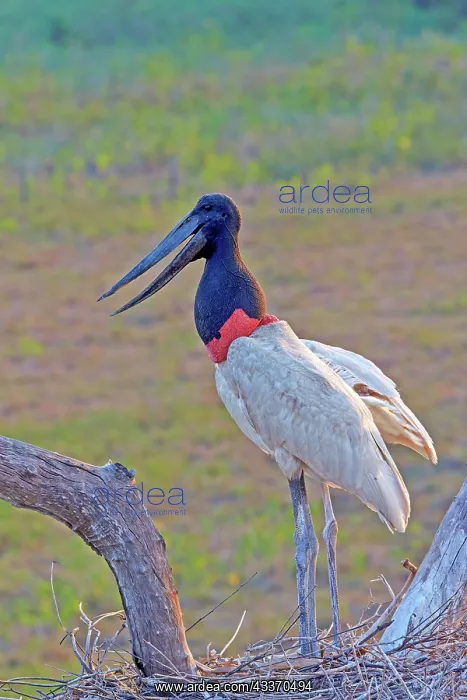 : 80190281 Jabiru - at nest Pantanal area, Mato Grosso : 80190281 Jabiru - at nest Pantanal area, Mato Grosso