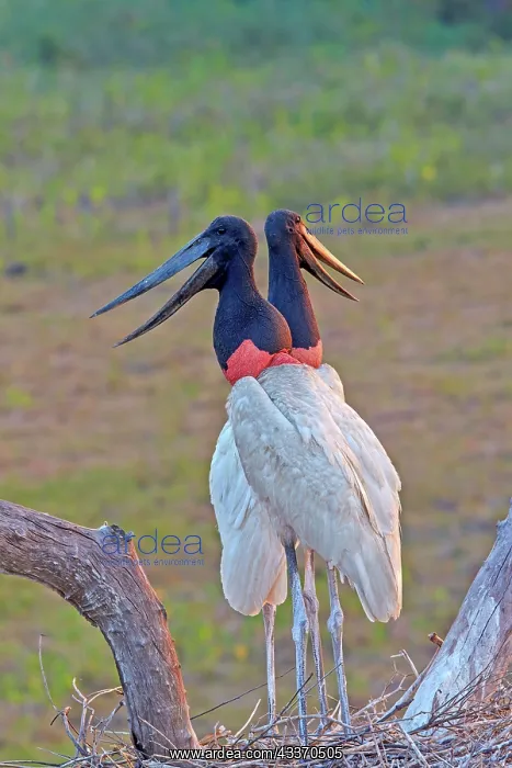 : 80190282 Jabiru - at nest Pantanal area, Mato Grosso : 80190282 Jabiru - at nest Pantanal area, Mato Grosso