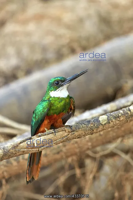: 80190283 Rufous-tailed Jacamar Pantanal area, Mato : 80190283 Rufous-tailed Jacamar Pantanal area, Mato