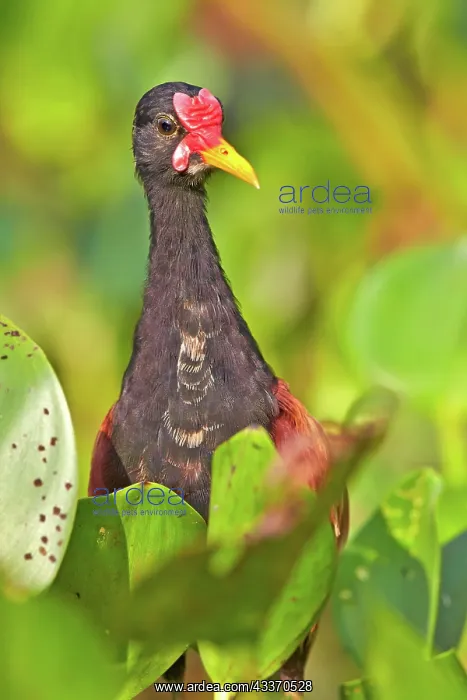 : 80190284 Wattled Jacana Pantanal area, Mato Grosso : 80190284 Wattled Jacana Pantanal area, Mato Grosso