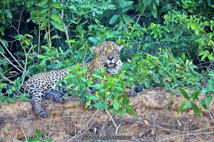 : 80190285 Jaguar Pantanal area, Mato Grosso, Brazil : 80190285 Jaguar Pantanal area, Mato Grosso, Brazil