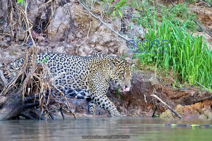 : 80190286 Jaguar Pantanal area, Mato Grosso, Brazil : 80190286 Jaguar Pantanal area, Mato Grosso, Brazil
