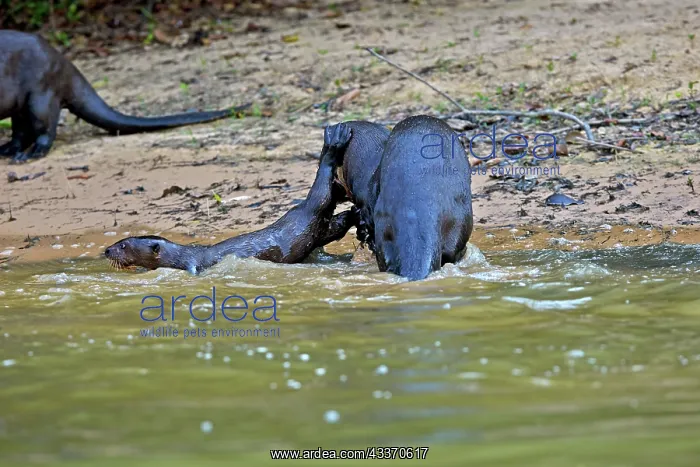: 80190292 Giant Otter - mother protecting baby Pantanal : 80190292 Giant Otter - mother protecting baby Pantanal