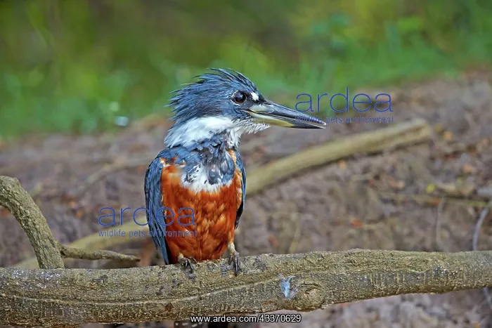 : 80190293 Ringed Kingfisher Pantanal area, Mato Grosso : 80190293 Ringed Kingfisher Pantanal area, Mato Grosso