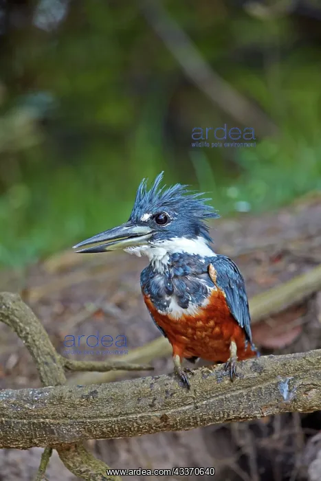 : 80190294 Ringed Kingfisher Pantanal area, Mato Grosso : 80190294 Ringed Kingfisher Pantanal area, Mato Grosso
