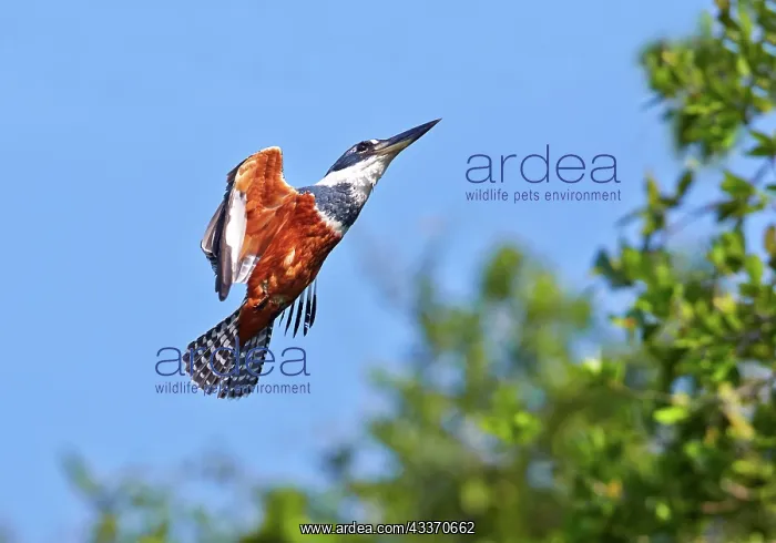 : 80190296 Ringed Kingfisher - in flight Pantanal : 80190296 Ringed Kingfisher - in flight Pantanal