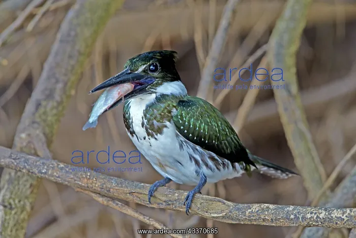 : 80190297 Amazon Kingfisher - with fish prey Pantanal : 80190297 Amazon Kingfisher - with fish prey Pantanal